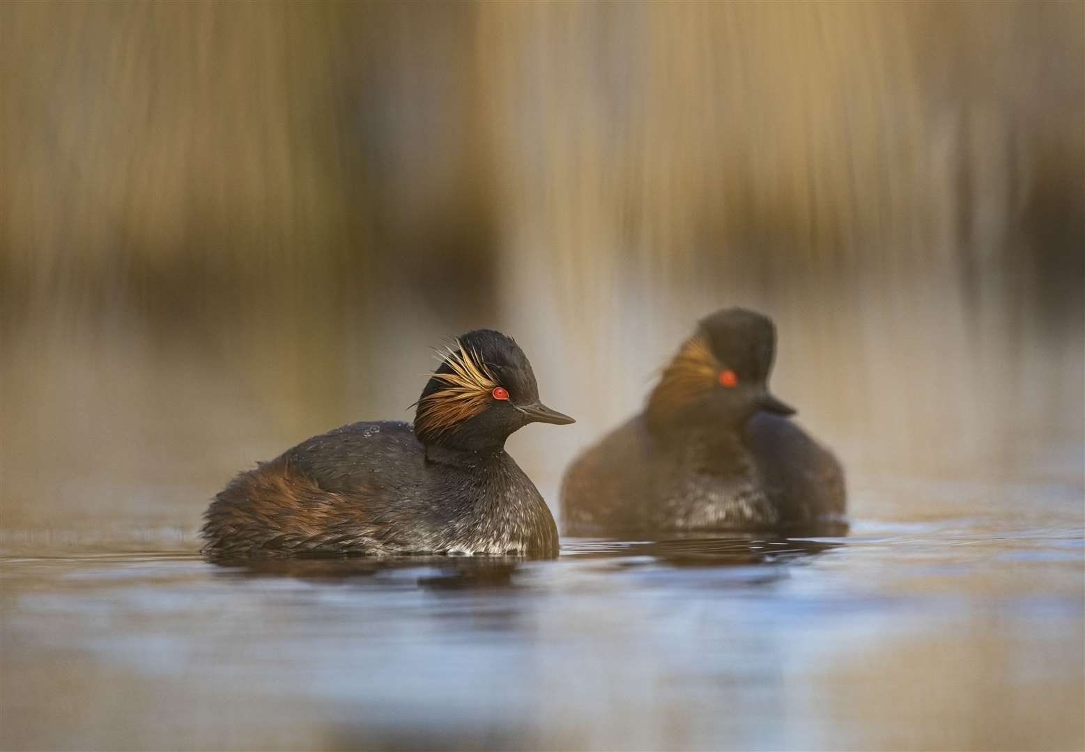 An adult pair of black-necked grebes on a lake at RSPB St Aidan’s Nature Park, West Yorkshire (Ben Andrew/RSPB)