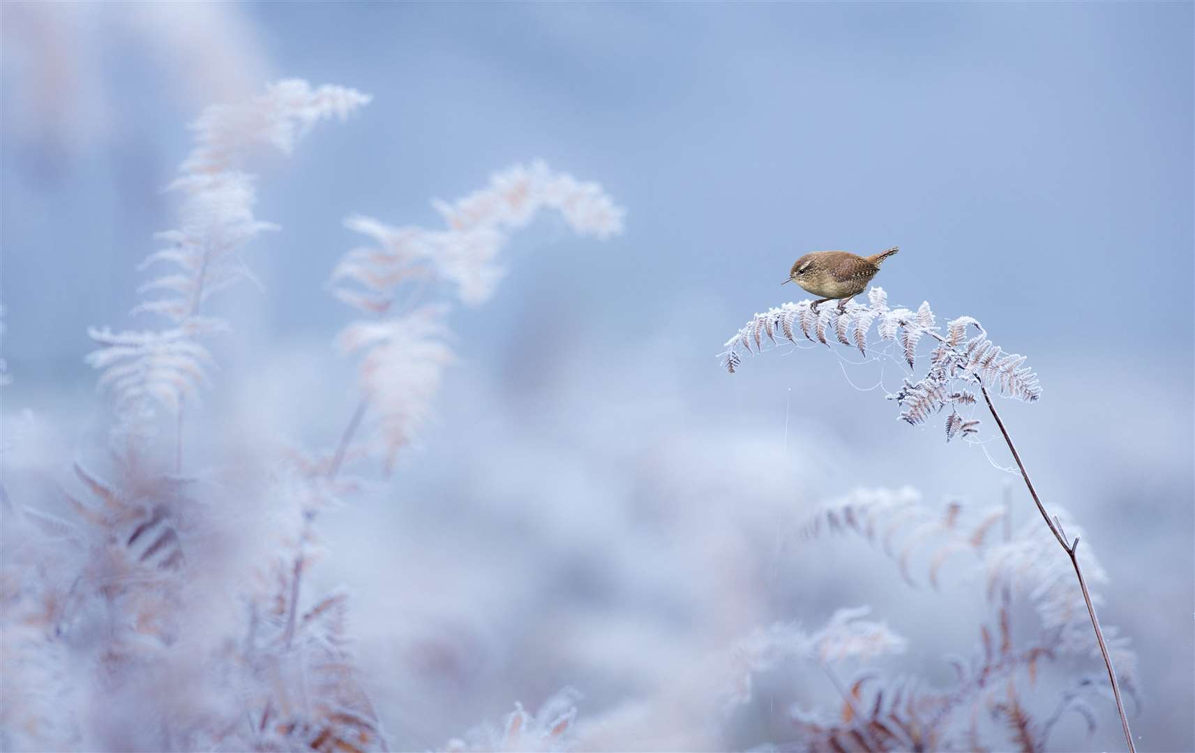 Wren on Frost-Encrusted fern, Durham Massey, Cheshire Picture: Ben Hall (BWPA)
