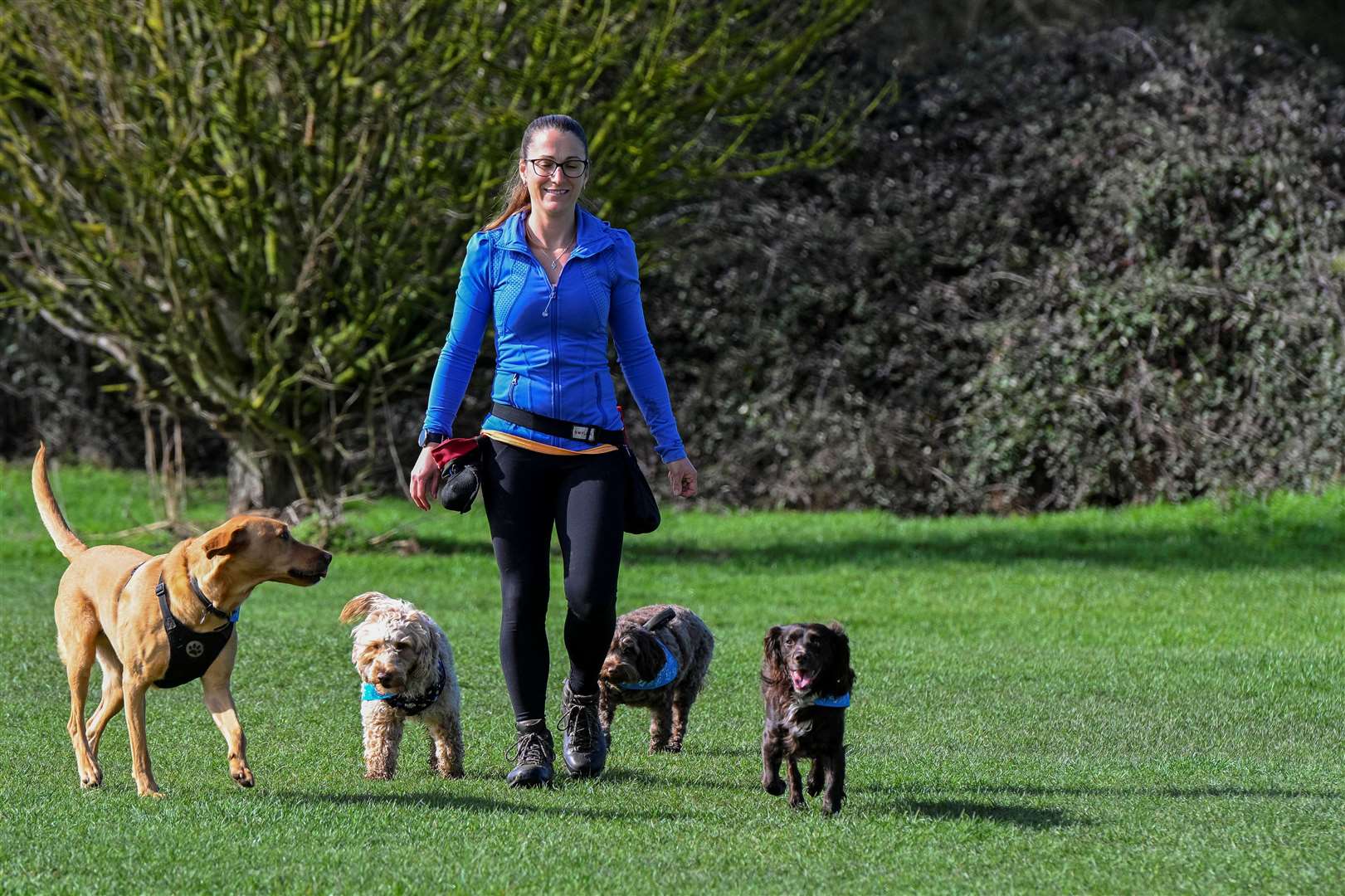 Should there be a limit on how many dogs one person can walk?