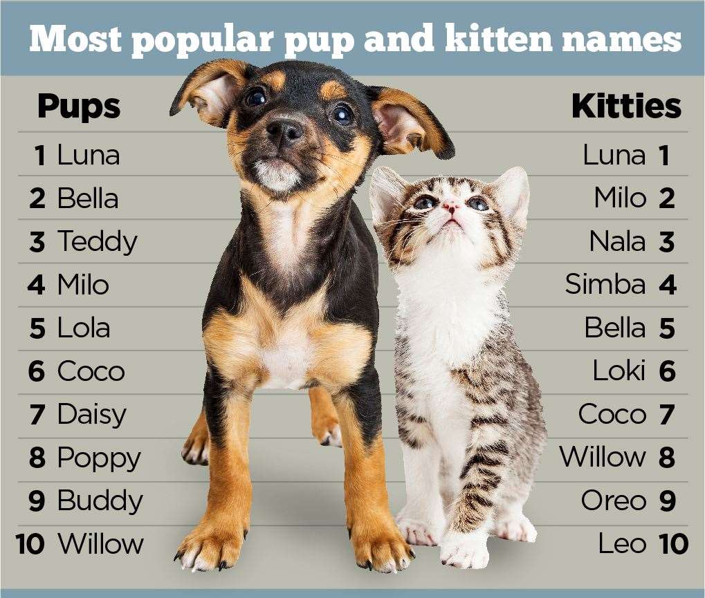 The top puppy and kitten names of 2022