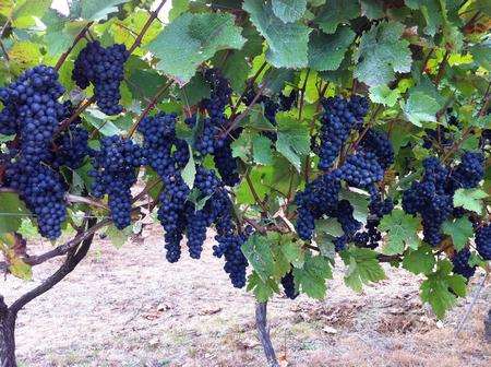 The grape harvest at Biddenden Vineyard.