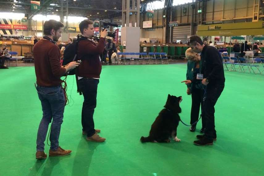Osa being put through his paces at Crufts by judge Sue Dunger.