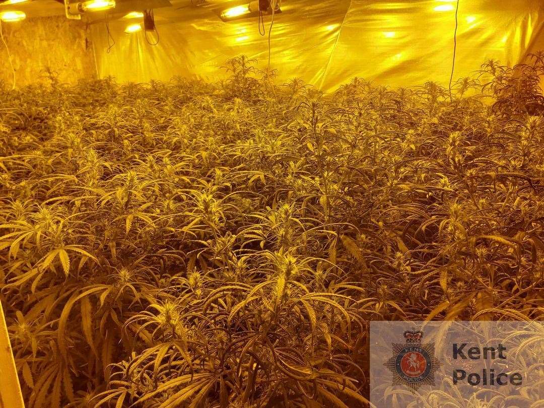 More than 400 cannabis plants were found at a property in Sandling Road. Picture: Kent Police