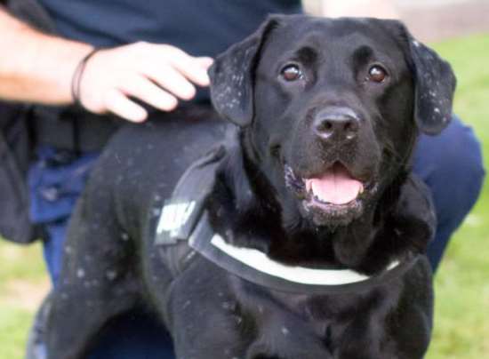 Flick the five-year-old labrador who sniffs out bed bugs for a living