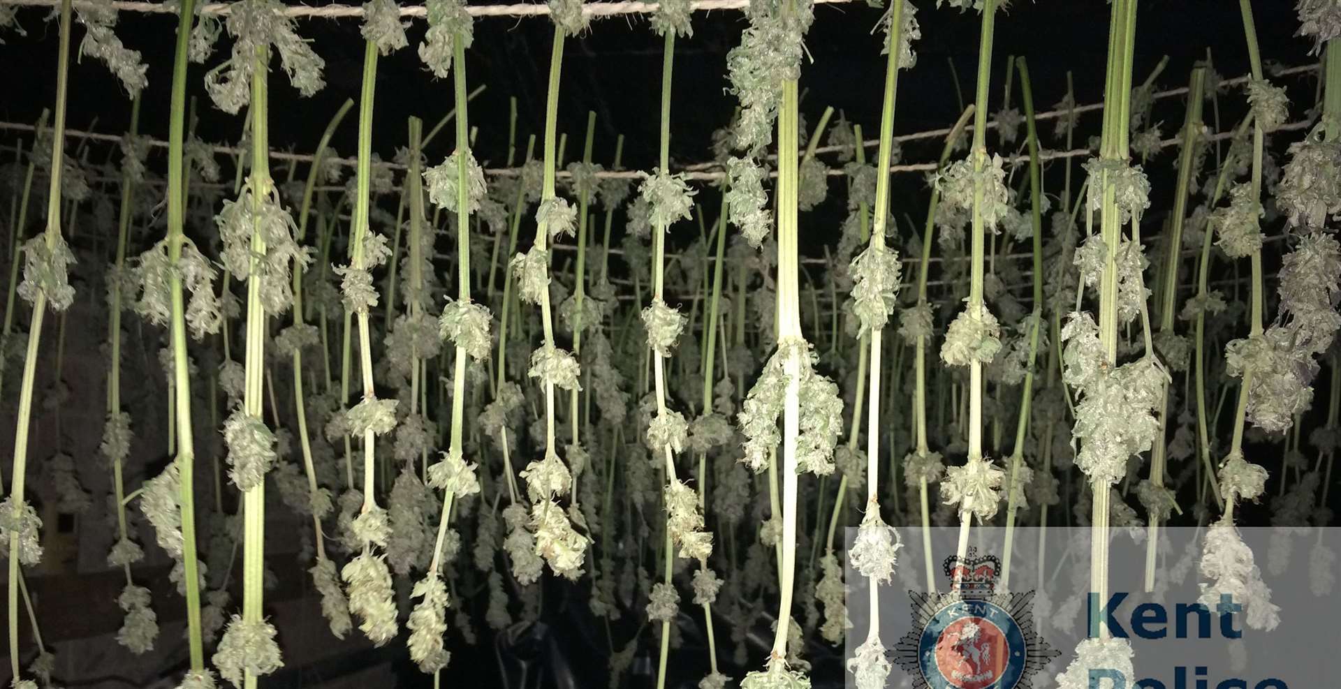 The cannabis farm found in Folkestone