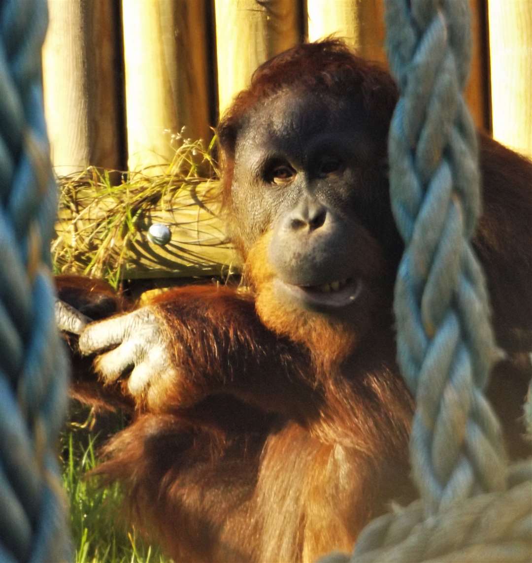 You could be seeing the orangutans at Wingham Wildlife Park