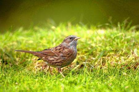 A dunnock or hedge sparrow