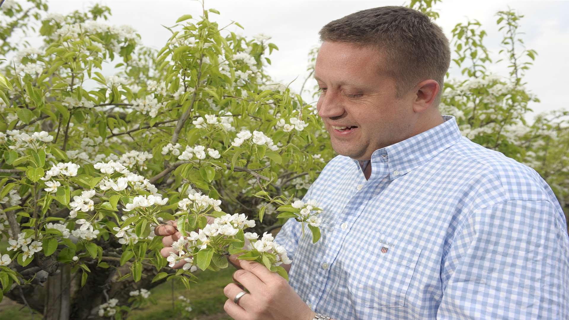 Ross Goatham with pear blossom at Mierscourt Farm in Rainham, part of the firm's network producers across Kent