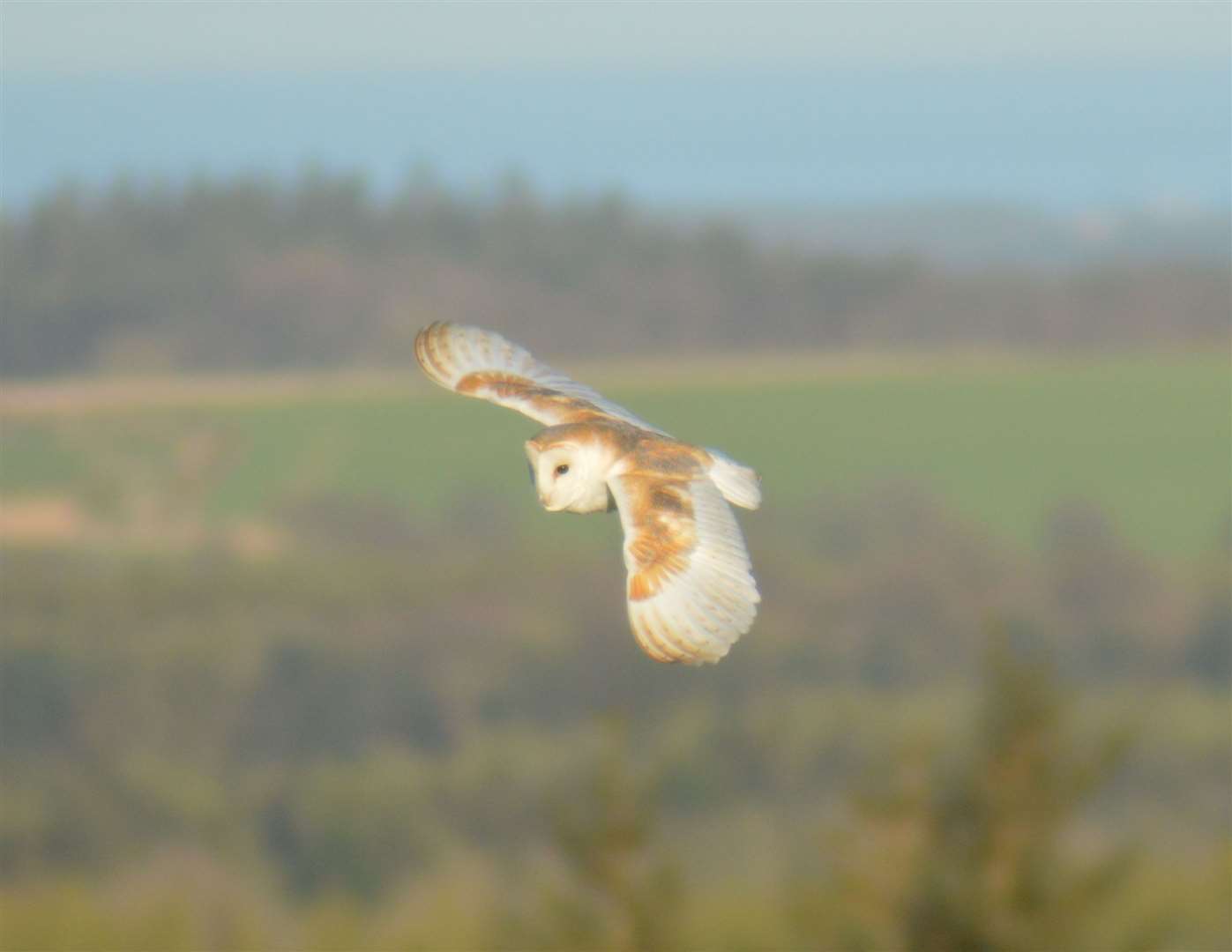 Adult barn owls don't tend to rescue their young if they've come out the nest prematurely. Image: Stock image.