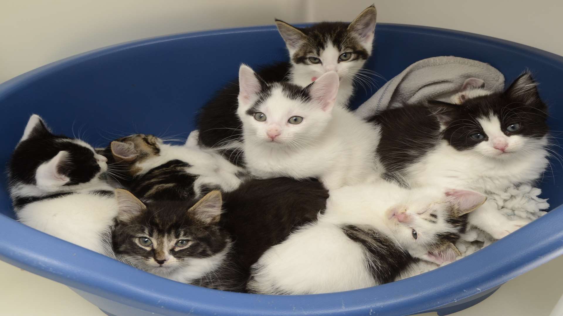 A littler of eight kittens that was once helped by the RSPCA's Ashford Garden Cattery. Picture: Gary Browne
