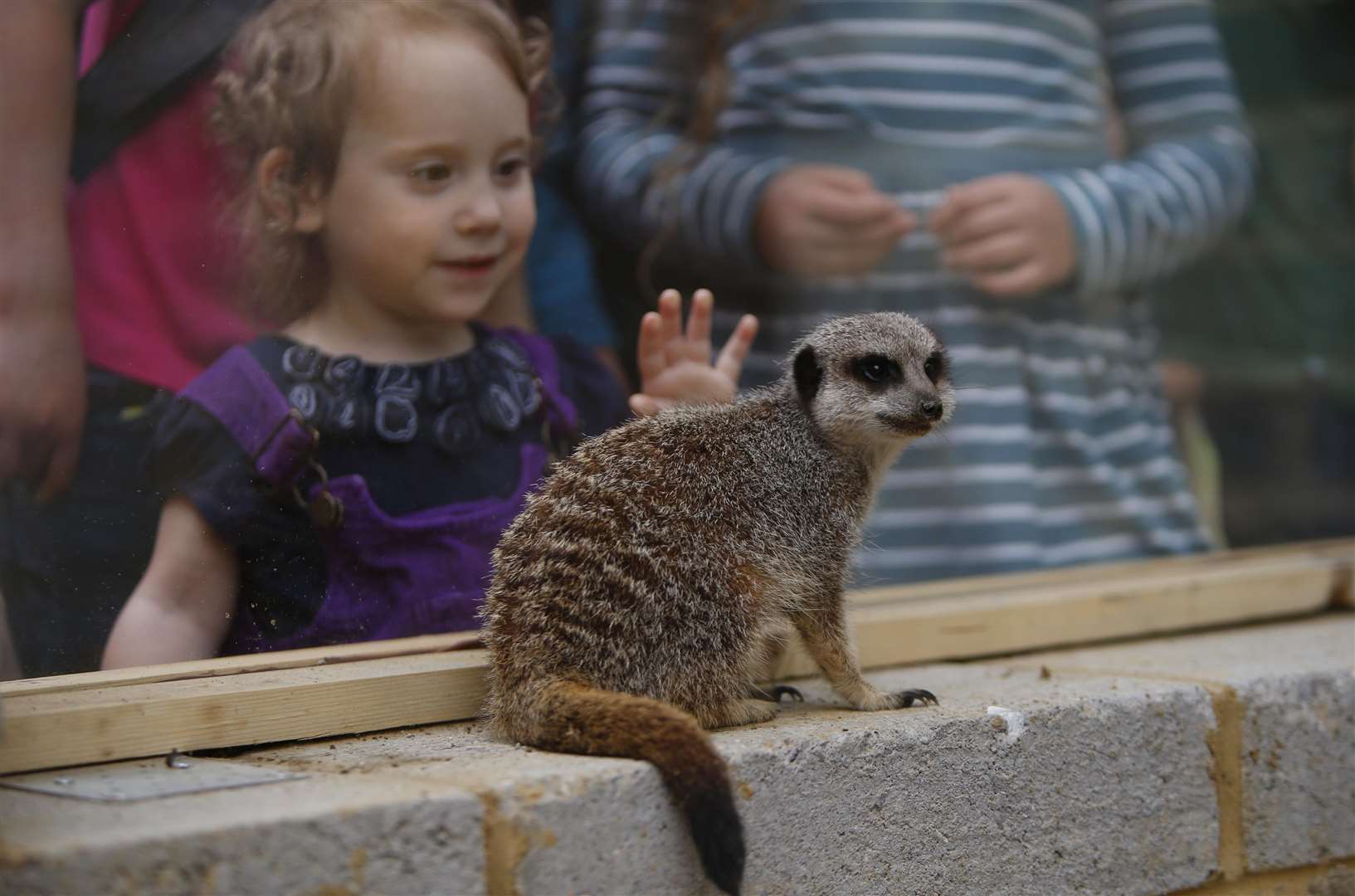 Visitors get to see the meerkats in their new enclosure Picture: Andy Jones