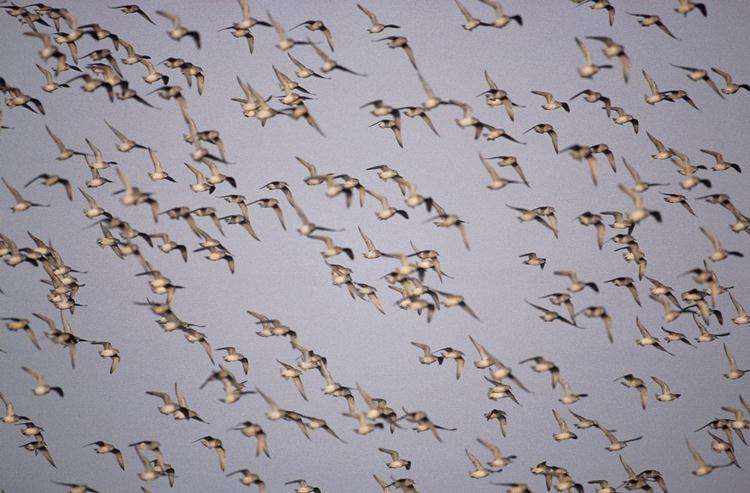 A flock of wading birds
