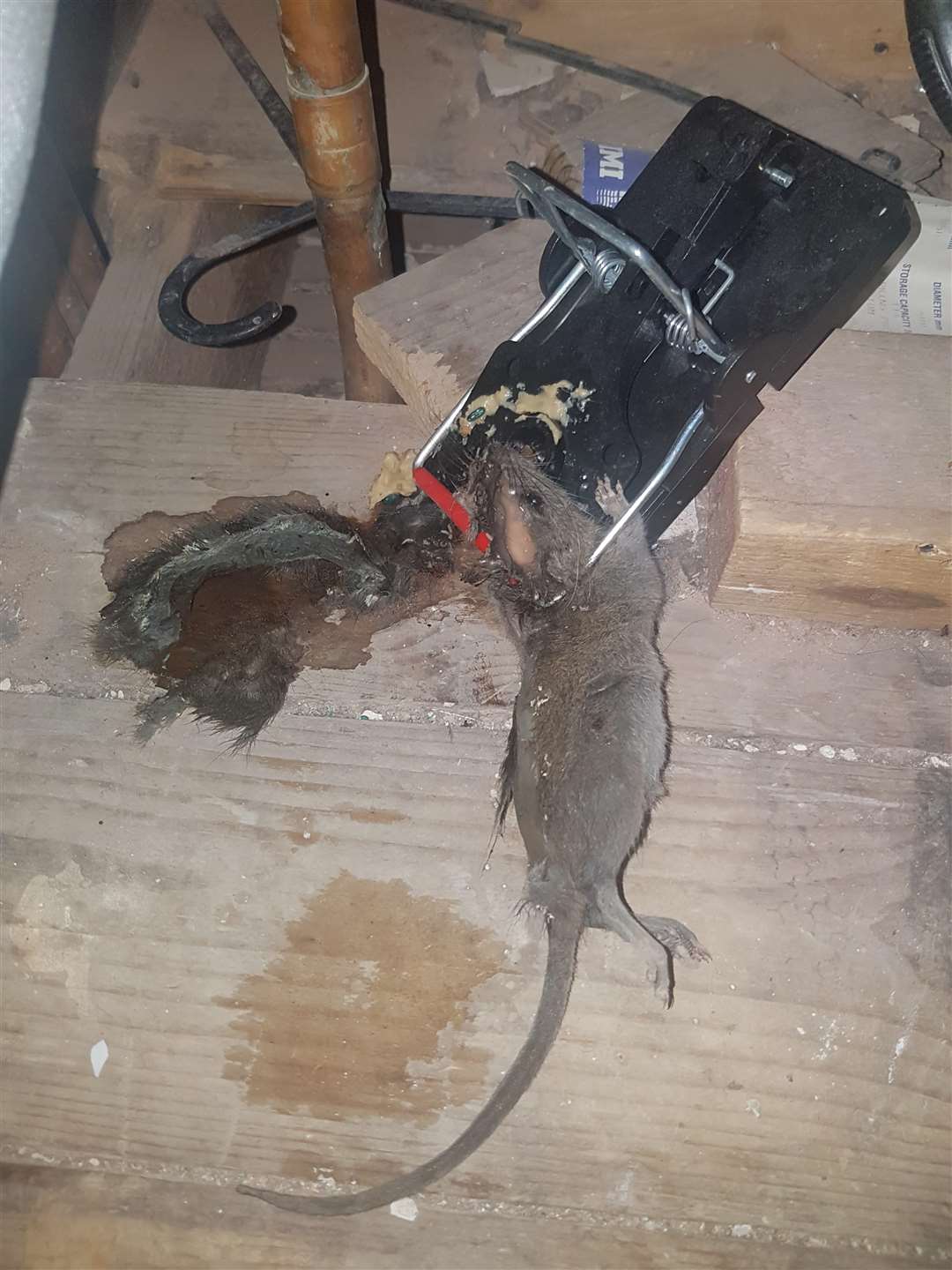 One of the few rats to have been caught (5226530)