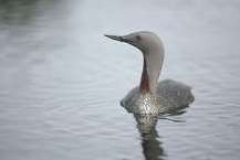A red throated diver. Picture: RSPB