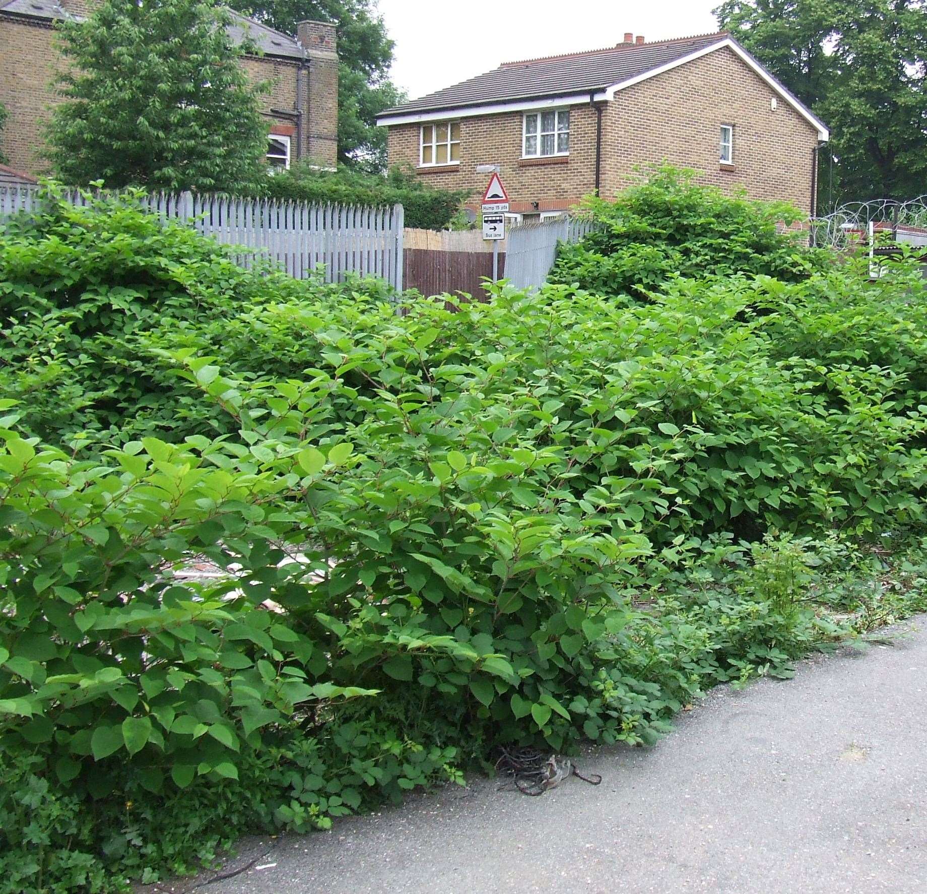 Japanese knotweed growing unchecked. Picture Environet
