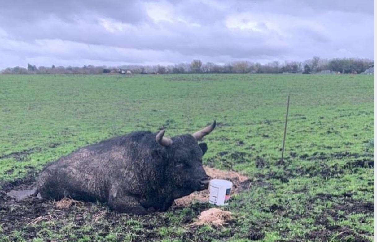 This bull had to be put down