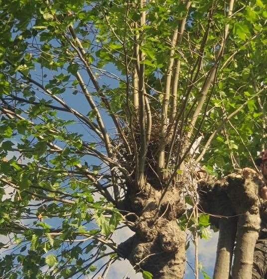 A nest was found in one of the trees in Colney Road, Dartford. following today's pollarding. Photo: Laura Edie