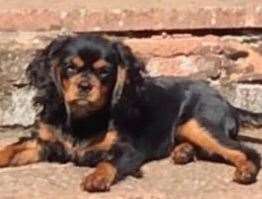 Phoebe was allegedly stolen from the garden of a property in Lenham Road, Headcorn. Picture: Kent Police