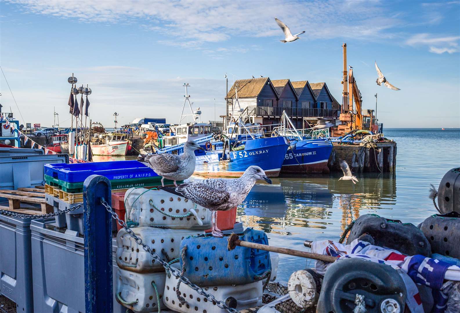 Gulls at Whitstable Harbour Picture: Getty