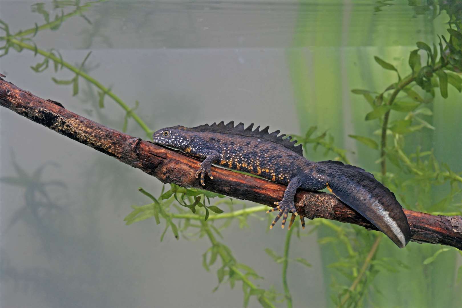 Great Crested Newts breed in ponds