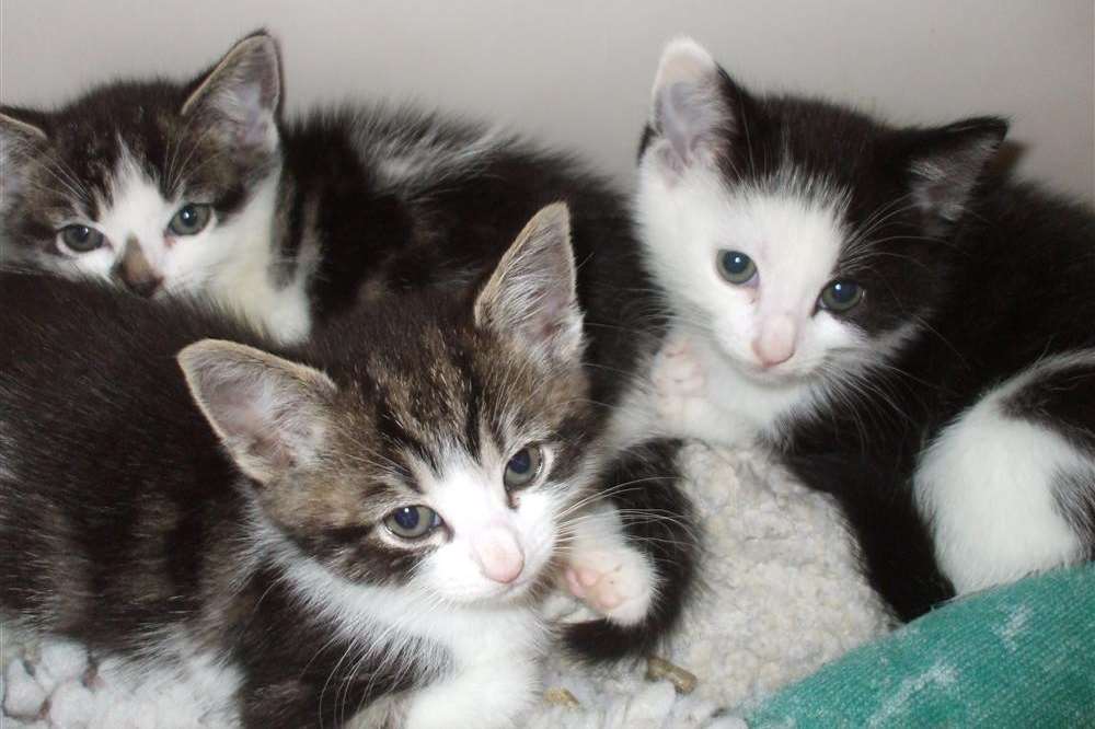 The RSPCA is looking for a new home for these kittens, found dumped at Singleton Lakes.
