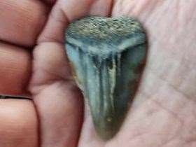 The mako shark tooth fossil found by Rebecca Killick. Picture: Rebecca Killick