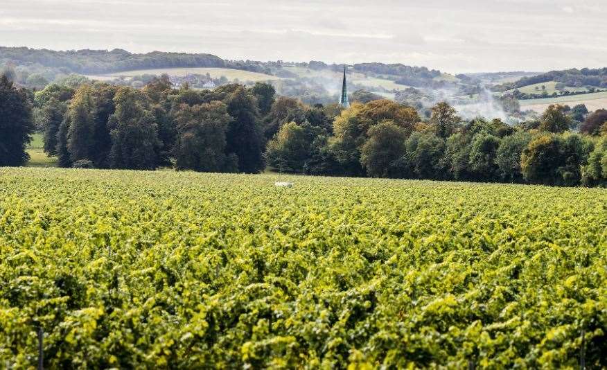 The Simpson Wine Estate near Canterbury (32676093)
