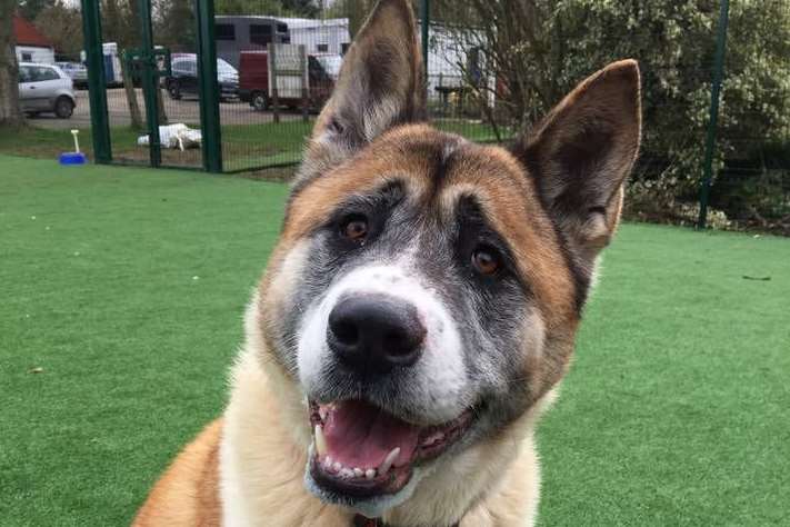 Hugo from Akita Rescue and Welfare Trust UK in Meopham