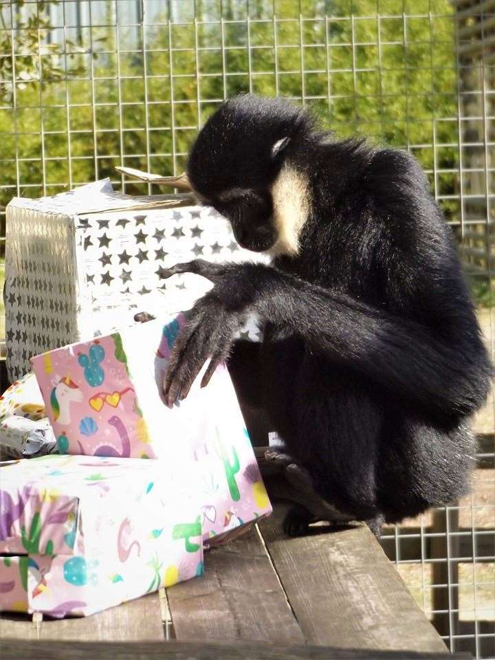 Pickle curiously unwrapped her presents on her birthday