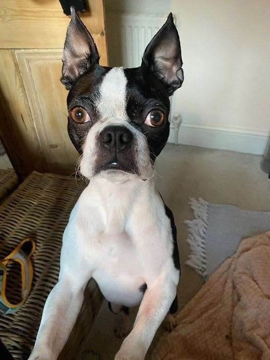Betty, the spoiled Boston terrier, is served scrambled eggs with parmesan cheese for breakfast.