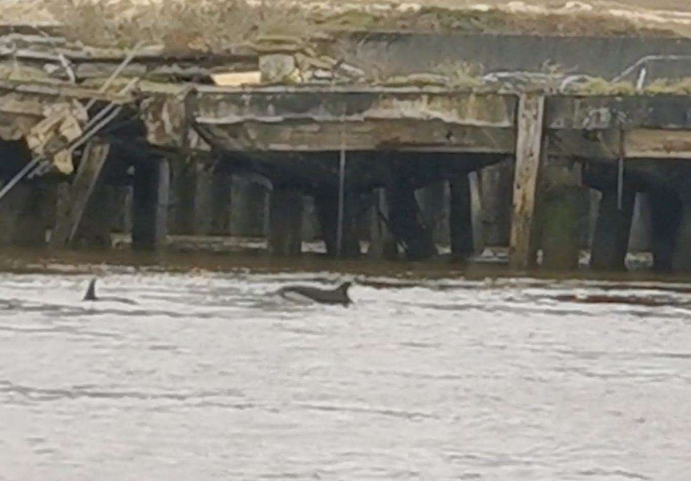 Three dolphins were found swimming in the River Thames on Sunday. Picture: RNLI