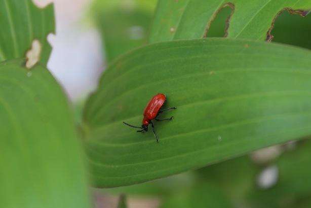 Scarlet lily beetles can wreak havoc