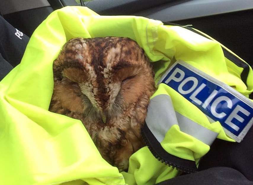 The injured owl. Picture: @kentpoliceroads