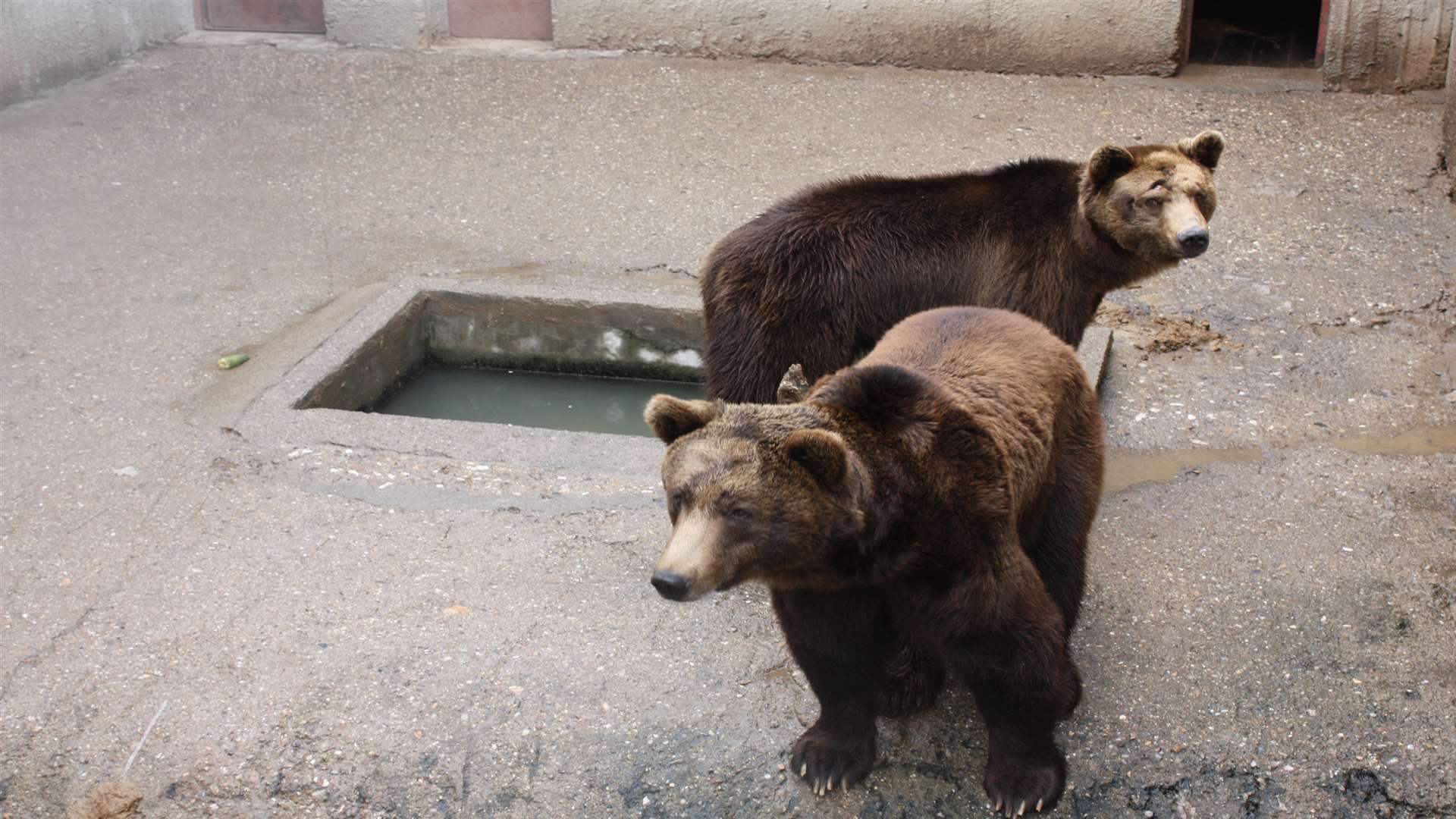 The suffering bears are in a concrete pit in Bulgaria