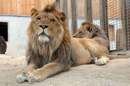 Clarence and Brutus, the two ex-circus lions at Wingham Wildlife Park