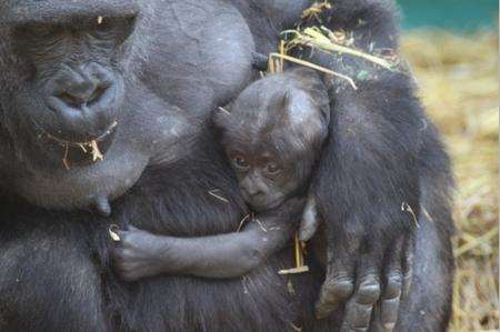 Bou, the Western lowland gorilla, born to mother Jubi and father Kouillou at Howletts. Picture: Dave Seaman