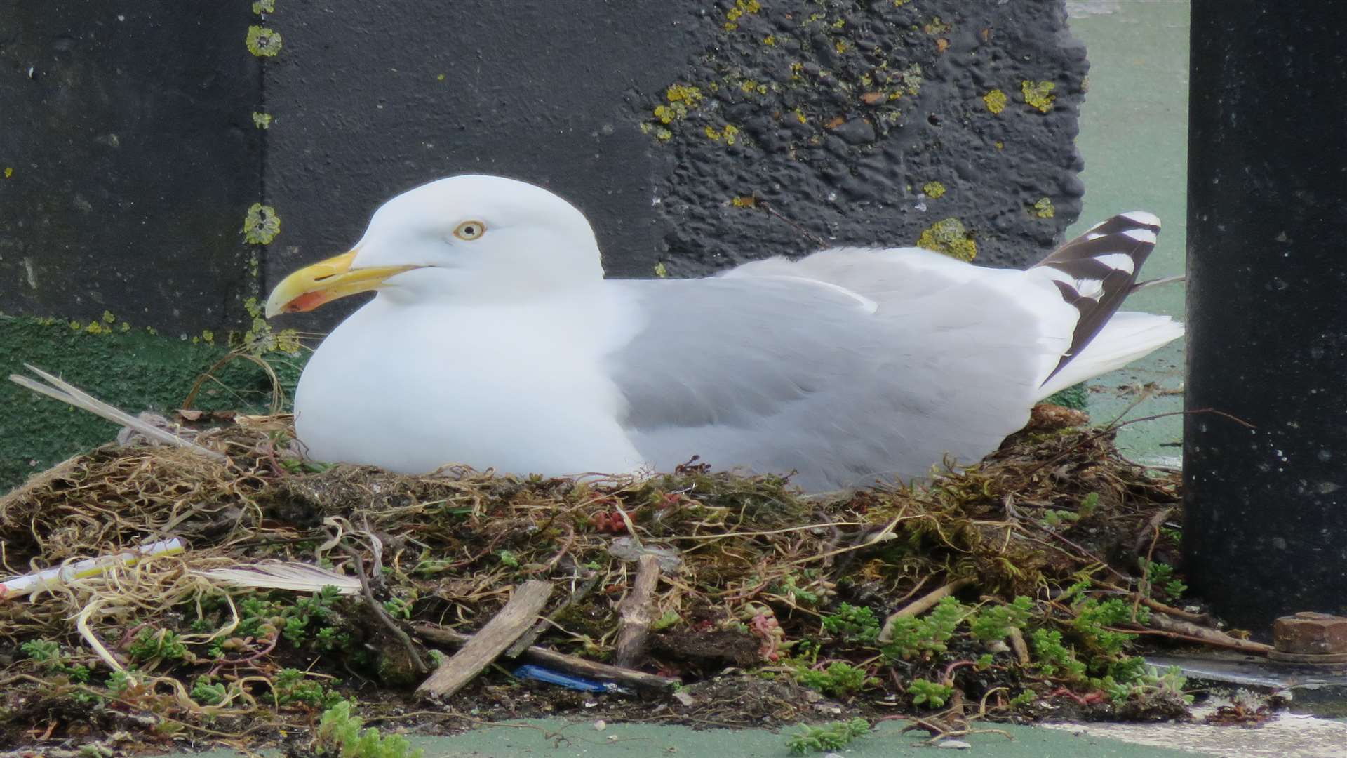 The female gull sitting on the nest. Pic by Andy Clark