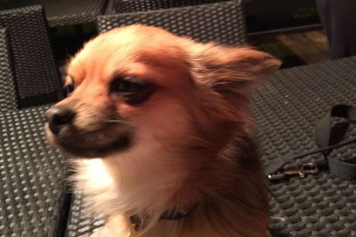 Charlie the chihuahua is fighting for his life after an attack
