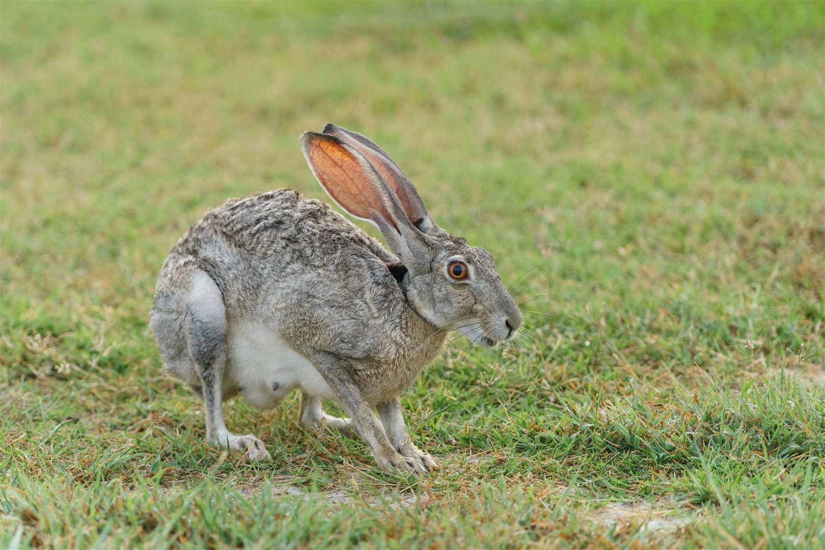 Hares are still seen as the Easter animal in northwestern Europe, but most other cultures recognise the Easter Bunny