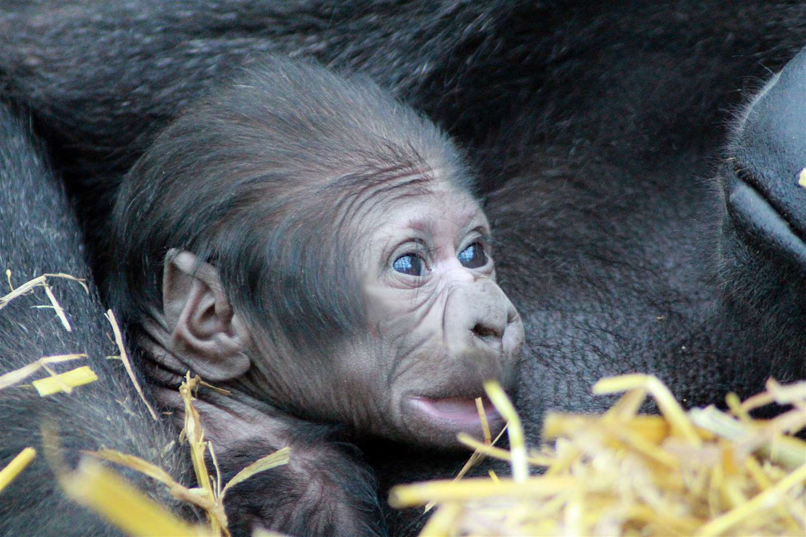 The baby is the 147th to be born at the reserve. Photo credit: Leanne Smith
