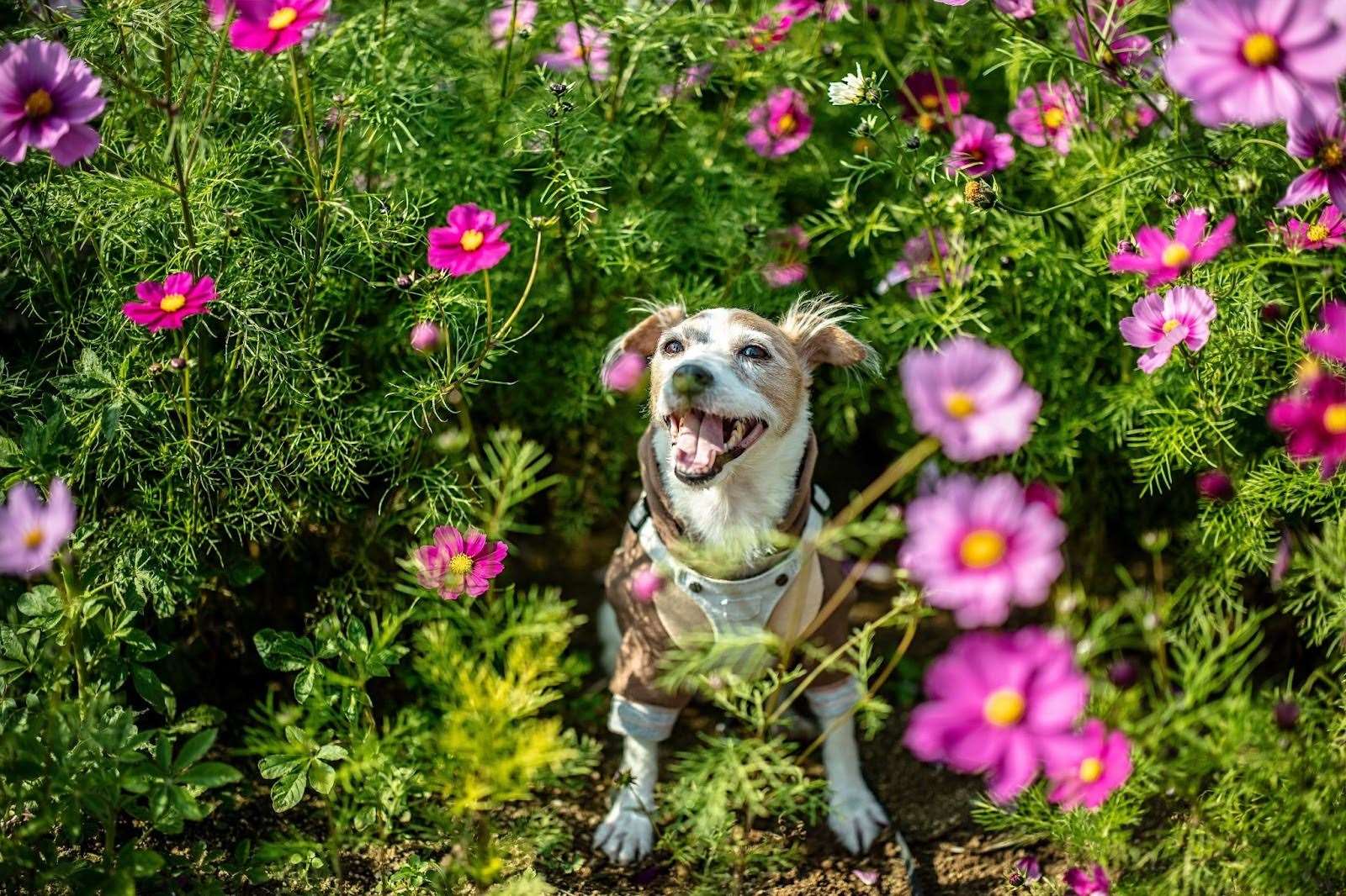 How to spot spring allergies in your dog. Picture: Vien Dinh