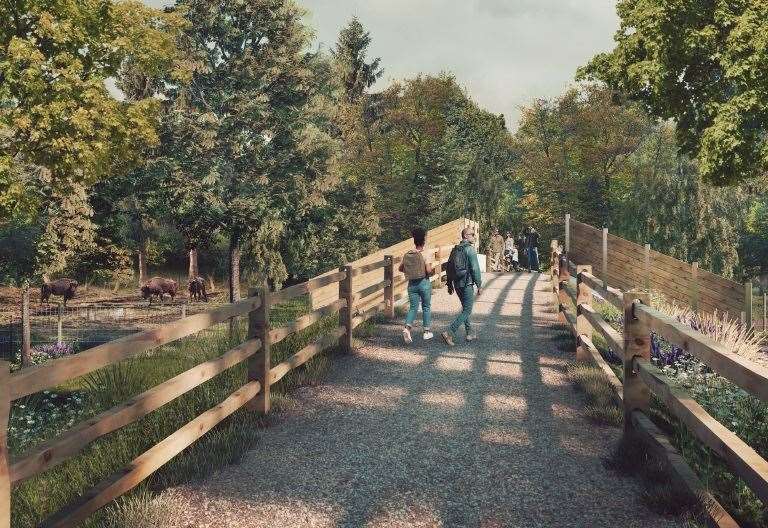 Bison crossing in Blean Woods near Canterbury approved to give public better view of wild animals