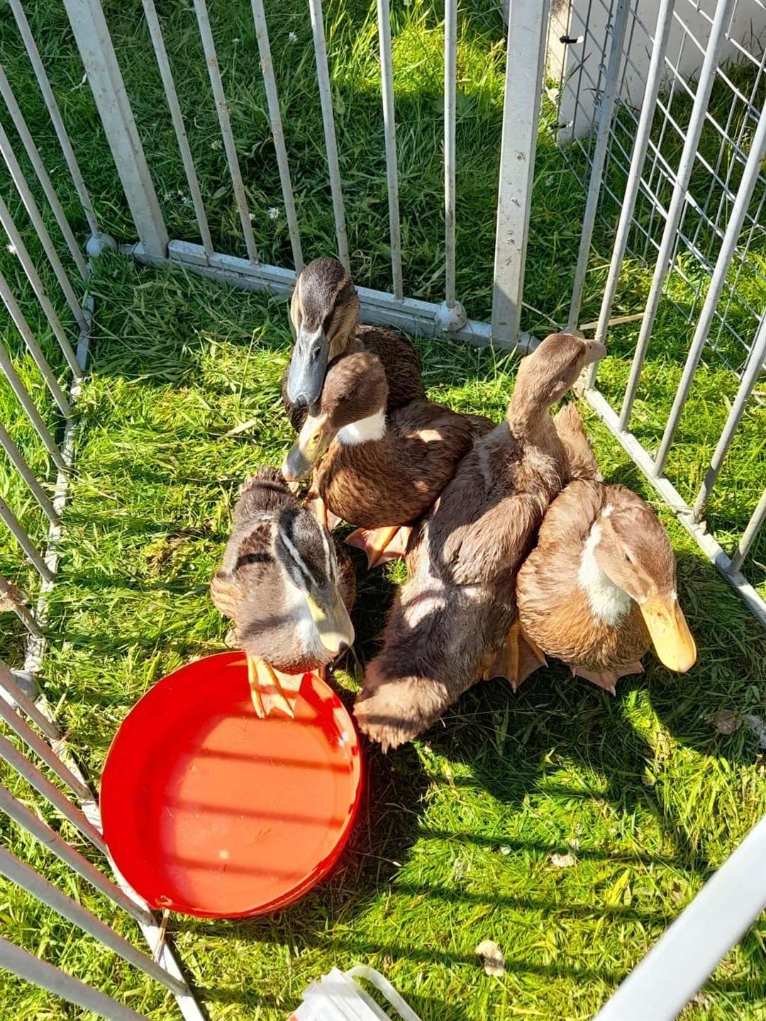 Ducks in a pen with water at the poultry tabletop sale next to Leysdown boot fair. Picture: Faye Grant