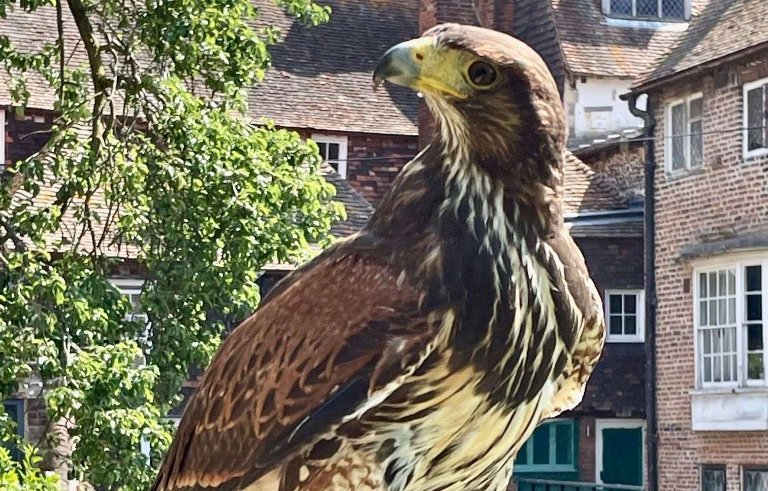 Ashford Borough Council had planned to introduce a hawk to the town centre but has now dropped the plans