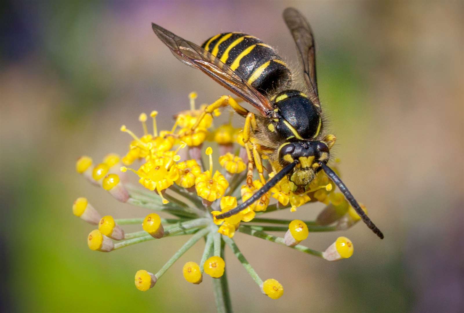 A wasp or hornet sting can be painful. Image: Stock photo.