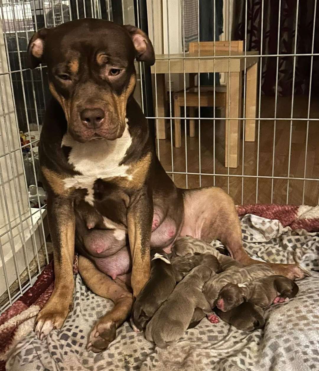 XL Bully mum with her eight pups, who face being put down.