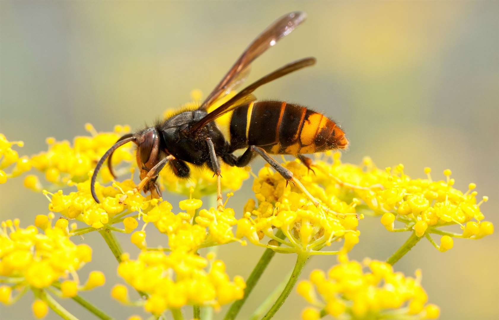 The creatures pose a risk to other insects and honey bees in particular. Image: iStock.