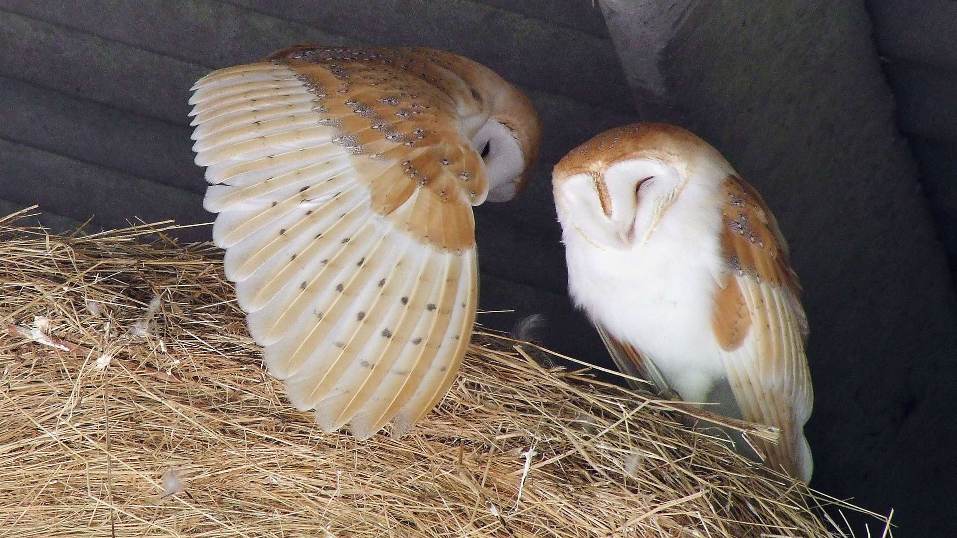 Two barn owls on the Sheppey Marshes. Picture: Phil Haynes.