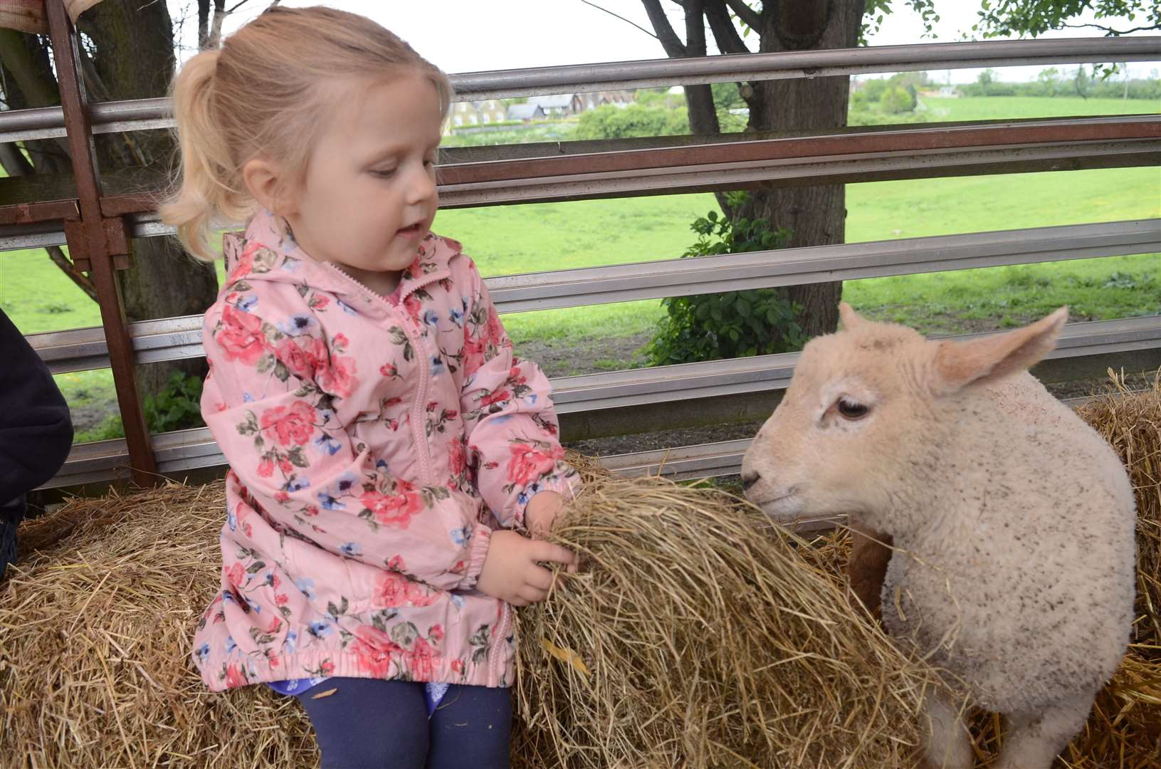 Isla Saunders meeting one of the lambs at Mount Ephraim on Sunday. Picture: Chris Davey