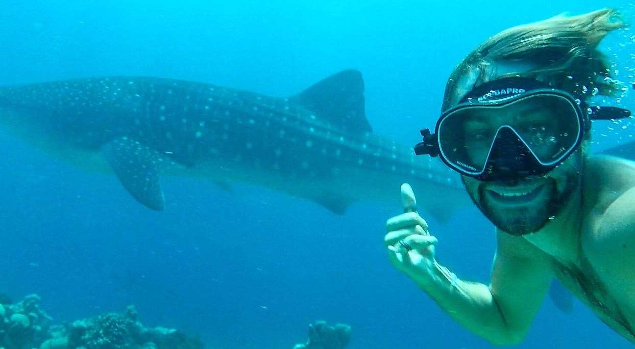 Coming face to face with whale sharks in the Maldives